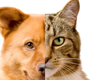 انتخاب بین سگ و گربه به‌عنوان حیوان خانگی یکی از تصمیم‌های مهم و البته جذاب برای علاقه‌مندان به حیوانات است. هر دو حیوان ویژگی‌های منحصر‌به‌فرد خود را دارند و انتخاب بین آنها بستگی به سبک زندگی، فضای خانه و شخصیت شما دارد.