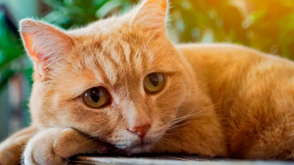 نتایج یک تحقیق جدید در مورد غصه خوردن و دلتنگی ملوس‌های خانگی؛ گربه‌ها چگونه سوگواری می‌کنند؟