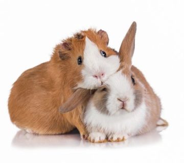 سلامت جوندگان