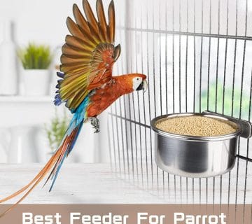 همه چیز درباره پرندگان: راهنمای کامل برای دوستداران پرندگان