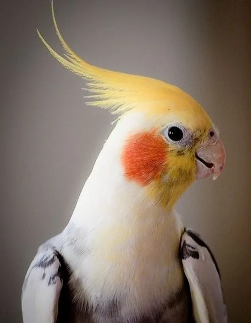 غذای عروس هلندی