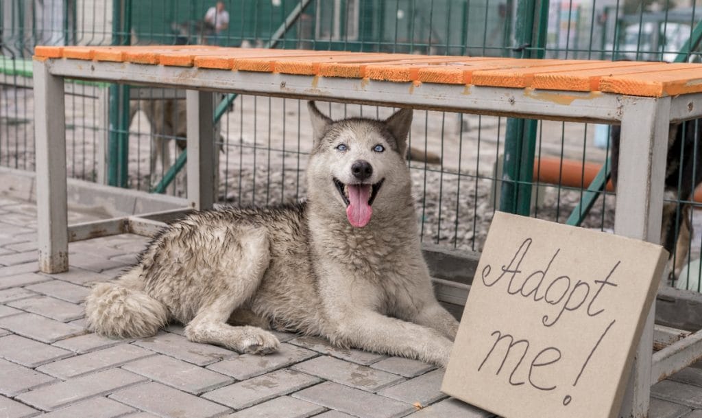 چرا و چگونه از حیوانات حمایت کنیم؟ (راهنمای جامع حمایت از سگ‌ها و گربه‌ها)