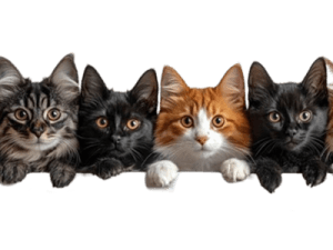 بانک ملزومات حیوانات خانگی بلوپتشاپ