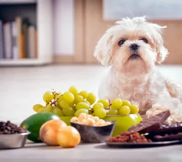 10 ماده غذایی ممنوعه برای سگ‌ها که شاید همین الان توی خونه‌ت باشه!