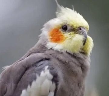 «علت پف کردن پرندگان خانگی و بهترین روش درمان + راهنمای کامل تشخیص»