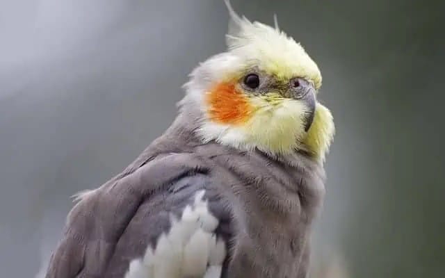 «علت پف کردن پرندگان خانگی و بهترین روش درمان + راهنمای کامل تشخیص»