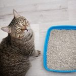 cat litter