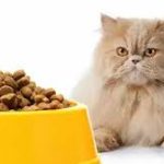 غذای خشک گربه 2